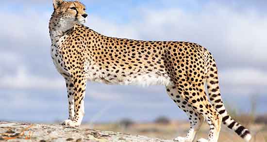 تعبیر خواب یوزپلنگ