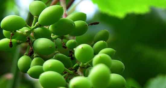تعبیر خواب غوره