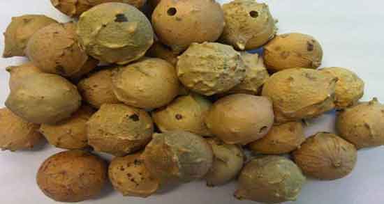 تعبیر خواب مازو