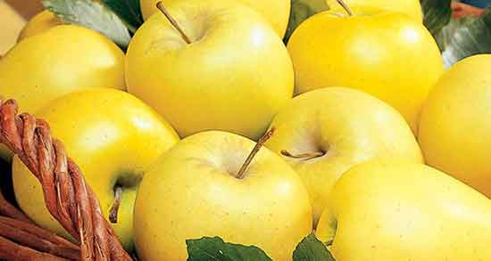 تعبیر خواب سیب زرد برای زن باردار