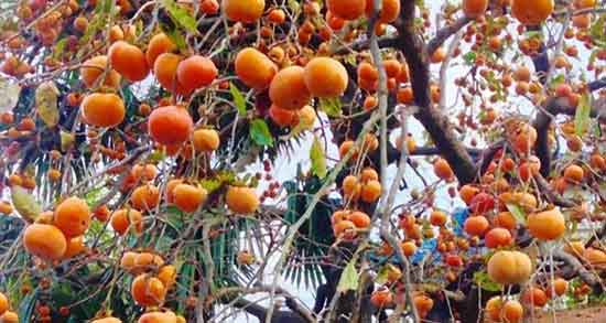 تعبیر خواب باغ خرمالو