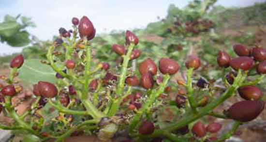 تعبیر خواب باغ پسته