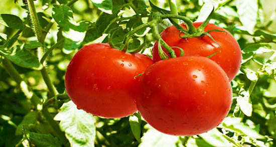 تعبیر خواب بوته گوجه فرنگی