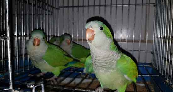 تعبیر خواب طوطی در قفس
