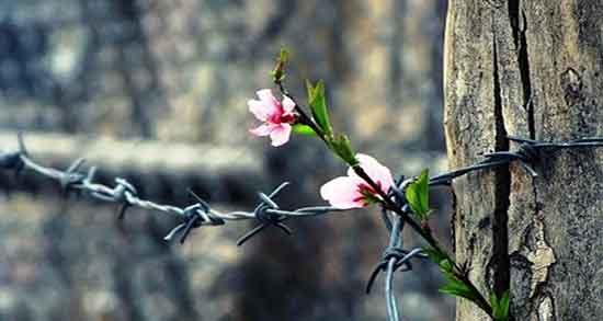 تعبیر خواب اسارت مرده