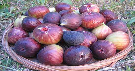 تعبیر خواب انجیر سفید