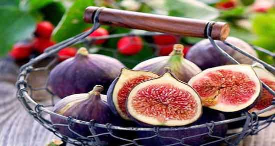 تعبیر خواب درخت انجیر از حضرت یوسف