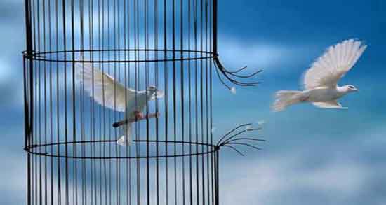تعبیر خواب پرواز پرنده از قفس