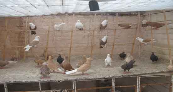 تعبیر خواب کبوتر در قفس