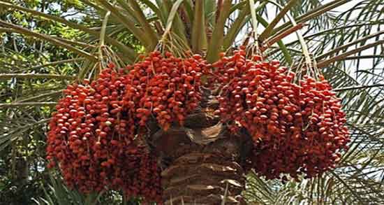 تعبیر خواب خارک