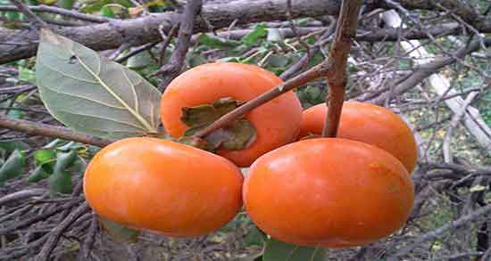 تعبیر خواب خرمالو روی درخت