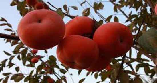 تعبیر خواب درخت خرمالو چیست