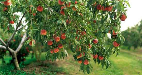 تعبیر خواب درخت میوه
