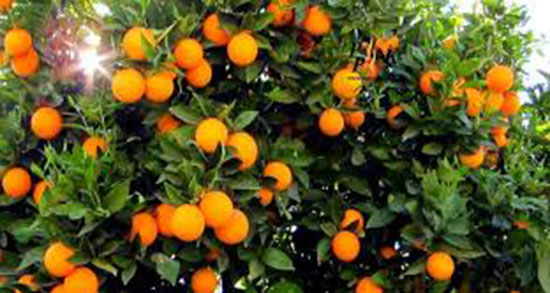 تعبیر خواب درخت پرتقال