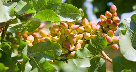 تعبیر خواب درخت پسته در خانه