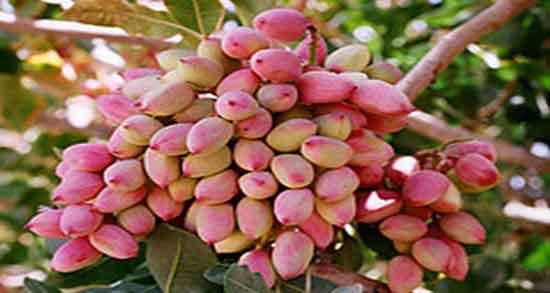 تعبیر خواب درخت پسته