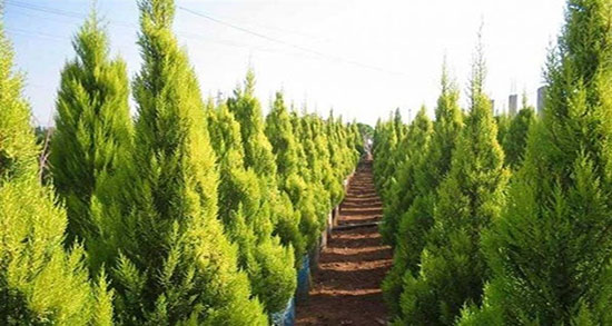 تعبیر خواب درخت کاج
