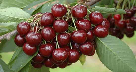تعبیر خواب درخت گیلاس