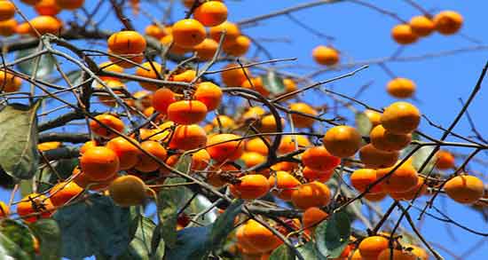 تعبیر خواب درختان خرمالو