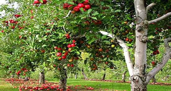 تعبیر خواب درختان میوه