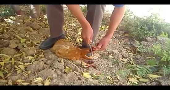 تعبیر خواب ذبح خروس