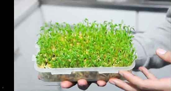 تعبیر خواب ذرت جوانه زده