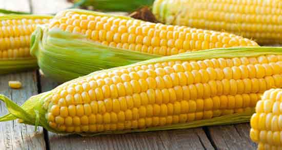 تعبیر خواب ذرت حضرت یوسف