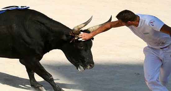تعبیر خواب شاخ زدن گاو