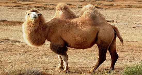 تعبیر خواب شتر برای زن باردار