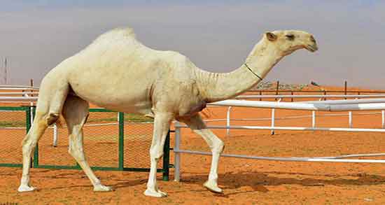 تعبیر خواب شتر سفید