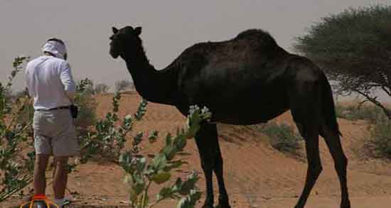 تعبیر خواب شتر سیاه رنگ