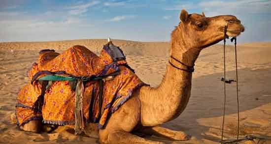 تعبیر خواب شتر قهوه ای در خانه