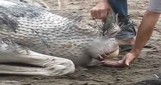 تعبیر خواب شتر مرغ مرده