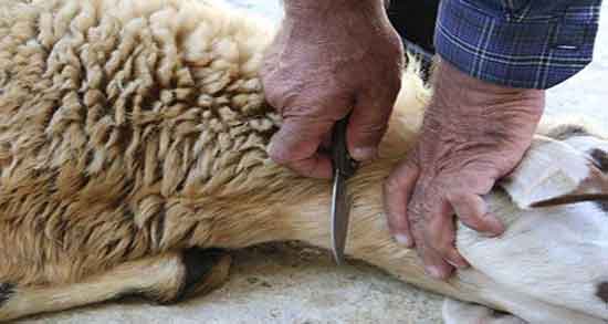 تعبیر خواب مرده ای که قربانی میکند