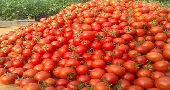 تعبیر خواب مرده گوجه فرنگی بدهد