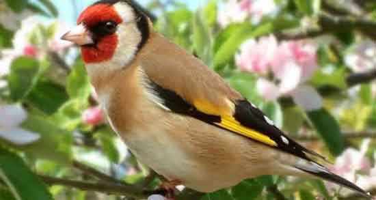 تعبیر خواب پرنده سهره