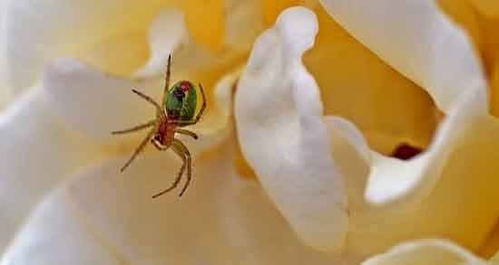 تعبیر خواب پریدن عنکبوت روی فرد