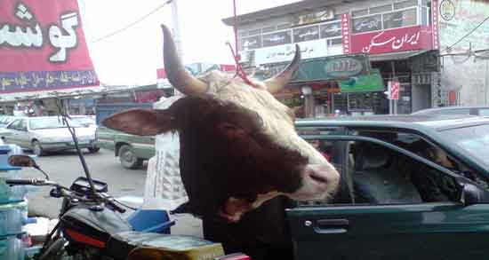تعبیر خواب کله گاو