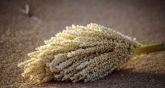 تعبیر خواب گرده نخل