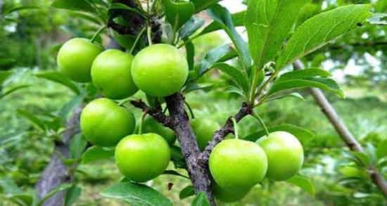 تعبیر خواب گوجه سبز خوردن