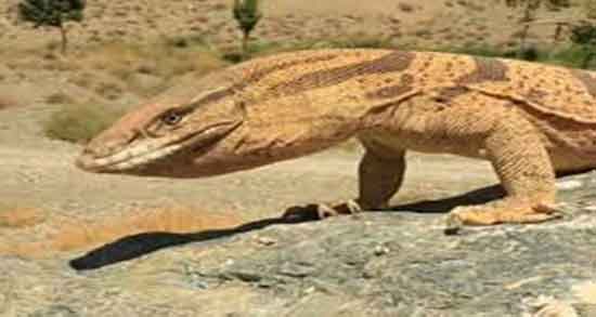 تعبیر خواب بزمجه بزرگ