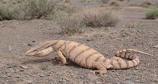 تعبیر خواب بزمجه