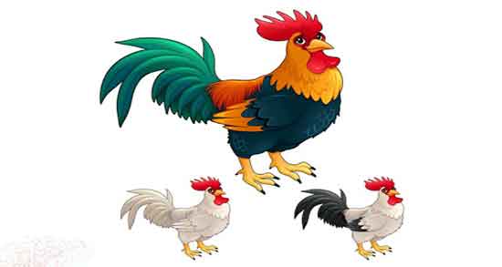 تعبیر خواب خروس لاری