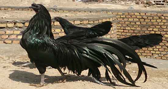 تعبیر خواب خروس مرده