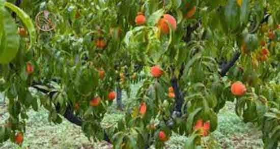 تعبیر خواب درخت هلو