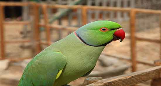 تعبیر خواب طوطی سخنگو