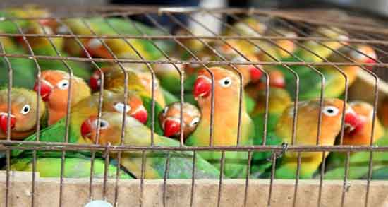 تعبیر خواب گرفتن طوطی