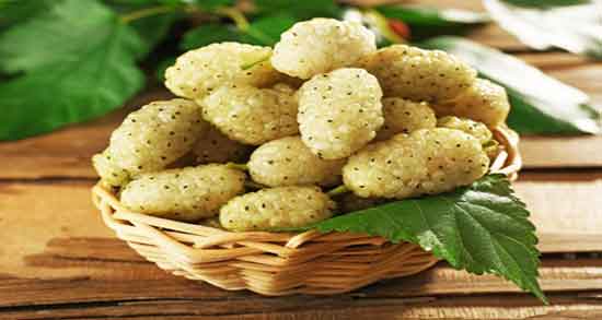تعبیر خواب توت سفید خوردن