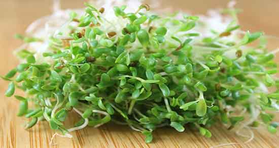 خواص جوانه یونجه ؛ برای چاقی و طرز تهیه جوانه یونجه در منزل