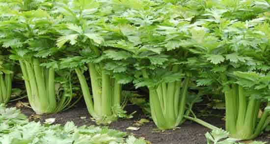 مضرات کرفس برای لاغری